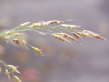 In una aiuola incolta - Sorghum halepense