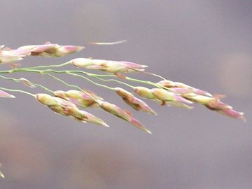 In una aiuola incolta - Sorghum halepense