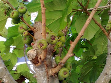 Ficus sycomorus