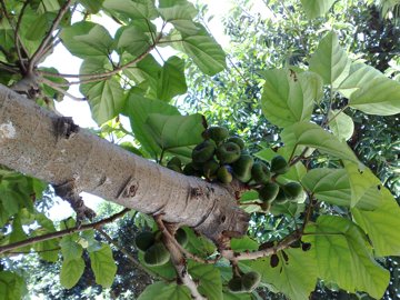 Ficus sycomorus