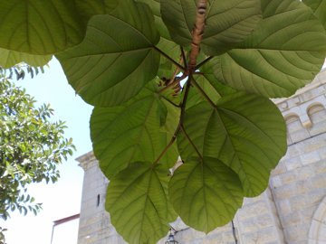 Ficus sycomorus