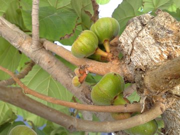 Ficus sycomorus