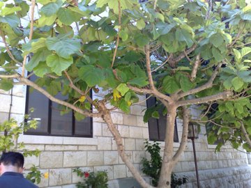 Ficus sycomorus