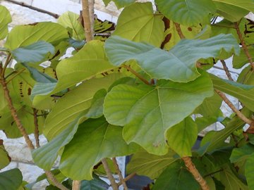 Ficus sycomorus