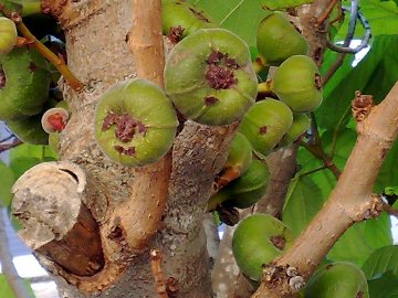 Ficus sycomorus