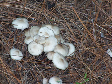 fungo nel parco