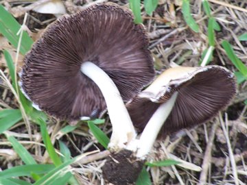Funghi vicini a un pioppo (cfr. Psathyrella sp.)