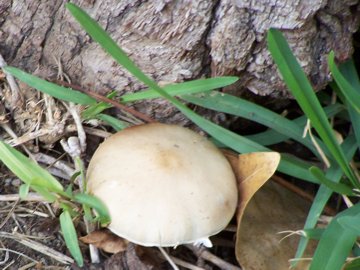 Funghi vicini a un pioppo (cfr. Psathyrella sp.)