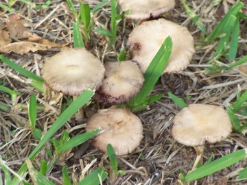 Funghi vicini a un pioppo (cfr. Psathyrella sp.)