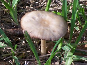 Funghi vicini a un pioppo (cfr. Psathyrella sp.)