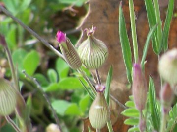 Silene conica