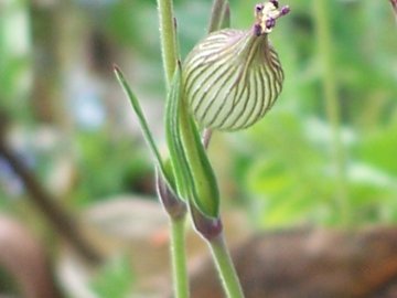 Silene conica
