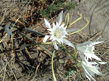 nelle dune del Parco del Circeo - Pancratium maritimum
