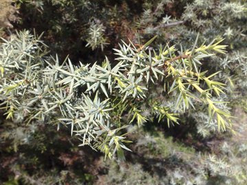 Juniperus oxycedrus / Ginepro coccolone, G. rosso