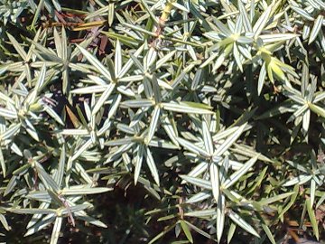 Juniperus oxycedrus / Ginepro coccolone, G. rosso