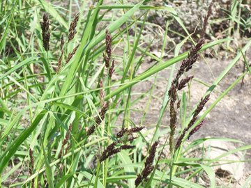 Penso ad una graminacea - Sorghum cfr.halepense