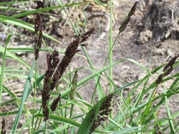 Penso ad una graminacea - Sorghum cfr.halepense
