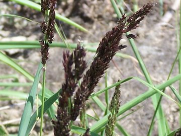 Penso ad una graminacea - Sorghum cfr.halepense