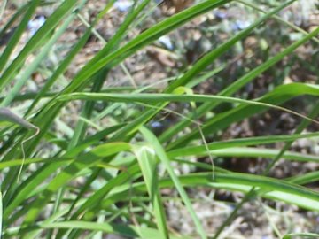Penso ad una graminacea - Sorghum cfr.halepense