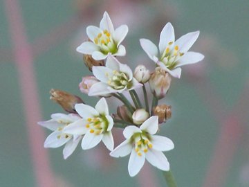 Nothoscordum borbonicum
