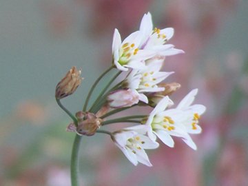 Nothoscordum borbonicum