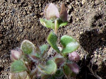 Piantina molto piccola - Veronica sp.