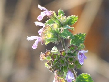 Ballota nigra