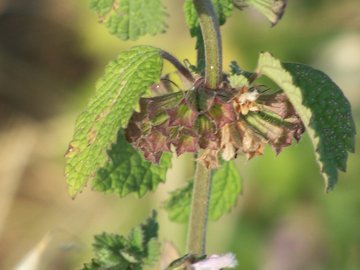 Ballota nigra