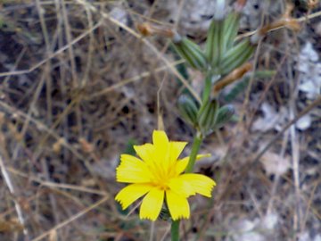 Chondrilla juncea