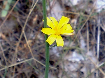 Chondrilla juncea