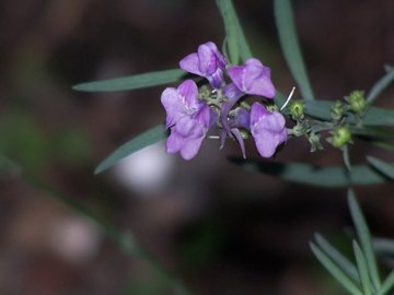 Linaria purpurea