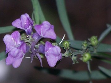 Linaria purpurea