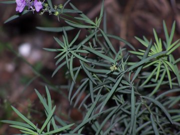 Linaria purpurea