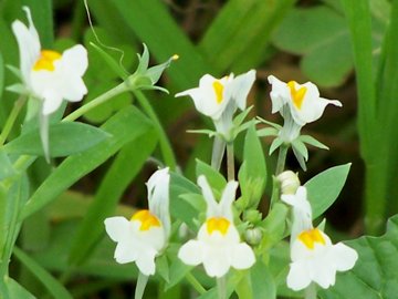 Linaria reflexa