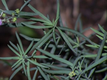 Linaria purpurea