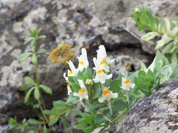 Linaria reflexa