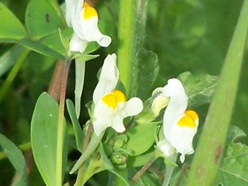 Linaria reflexa