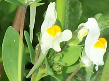Linaria reflexa
