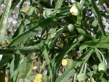 Composita da strada - Erigeron sp.