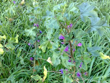 Malva sylvestris in citt