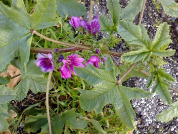 Malva sylvestris in citt