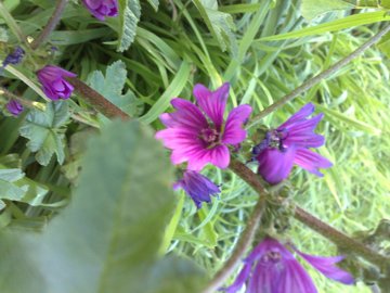Malva sylvestris in citt