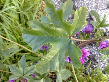 Malva sylvestris in citt