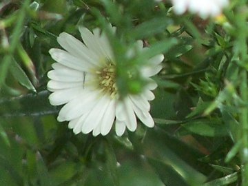 Non mi sembra coltvato