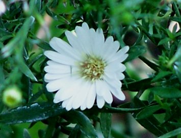 Non mi sembra coltvato