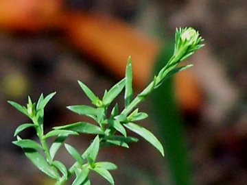 Non mi sembra coltvato