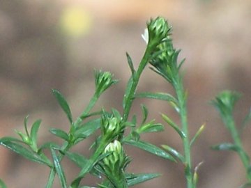 Non mi sembra coltvato