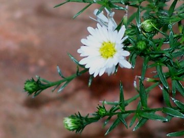 Non mi sembra coltvato