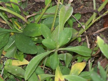 Non mi sembra coltvato