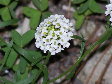 Lobularia maritima / Filigrana comune, Alisso odoroso
